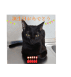 愛猫の日常スタンプ.（個別スタンプ：14）