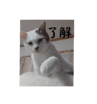 愛猫の日常スタンプ.（個別スタンプ：15）
