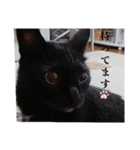 愛猫の日常スタンプ.（個別スタンプ：16）