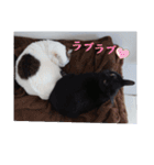 愛猫の日常スタンプ.（個別スタンプ：17）
