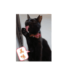 愛猫の日常スタンプ.（個別スタンプ：18）