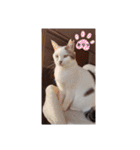 愛猫の日常スタンプ.（個別スタンプ：19）