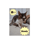 愛猫の日常スタンプ.（個別スタンプ：21）