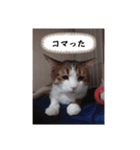 愛猫の日常スタンプ.（個別スタンプ：22）