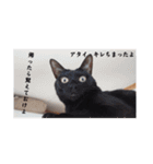 愛猫の日常スタンプ.（個別スタンプ：23）