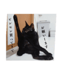 愛猫の日常スタンプ.（個別スタンプ：24）