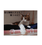 愛猫の日常スタンプ.（個別スタンプ：25）