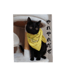 愛猫の日常スタンプ.（個別スタンプ：26）