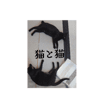 愛猫の日常スタンプ.（個別スタンプ：28）