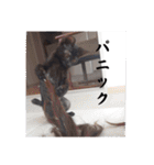 愛猫の日常スタンプ.（個別スタンプ：29）