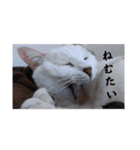 愛猫の日常スタンプ.（個別スタンプ：33）