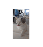 愛猫の日常スタンプ.（個別スタンプ：34）