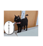 愛猫の日常スタンプ.（個別スタンプ：35）