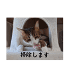 愛猫の日常スタンプ.（個別スタンプ：37）