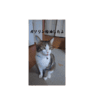 愛猫の日常スタンプ.（個別スタンプ：38）