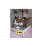 愛猫の日常スタンプ.（個別スタンプ：39）