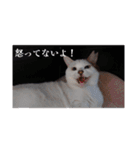 愛猫の日常スタンプ.（個別スタンプ：40）