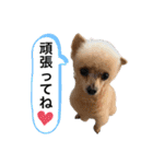 ぷーどる＆しゅなうざー（個別スタンプ：2）