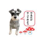 ぷーどる＆しゅなうざー（個別スタンプ：4）