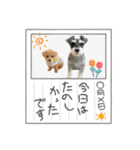 ぷーどる＆しゅなうざー（個別スタンプ：8）