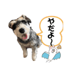 ぷーどる＆しゅなうざー（個別スタンプ：13）