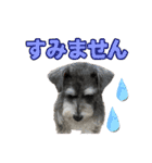 ぷーどる＆しゅなうざー（個別スタンプ：17）