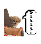 ぷーどる＆しゅなうざー（個別スタンプ：19）