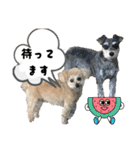 ぷーどる＆しゅなうざー（個別スタンプ：24）