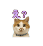 みみ＆クム（個別スタンプ：11）