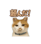 みみ＆クム（個別スタンプ：16）