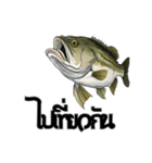 ブラックバスとその仲間たち【タイ語ver】（個別スタンプ：29）