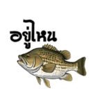 ブラックバスとその仲間たち【タイ語ver】（個別スタンプ：39）