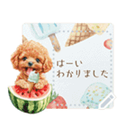 夏だよ！トイプードル★メッセージスタンプ（個別スタンプ：13）