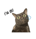 Jiji the former Max valu cat（個別スタンプ：1）