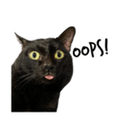Jiji the former Max valu cat（個別スタンプ：2）