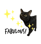 Jiji the former Max valu cat（個別スタンプ：3）