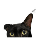 Jiji the former Max valu cat（個別スタンプ：4）