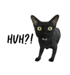 Jiji the former Max valu cat（個別スタンプ：6）