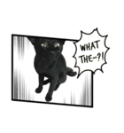 Jiji the former Max valu cat（個別スタンプ：7）