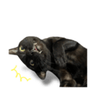 Jiji the former Max valu cat（個別スタンプ：8）
