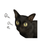 Jiji the former Max valu cat（個別スタンプ：10）