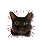 Jiji the former Max valu cat（個別スタンプ：13）