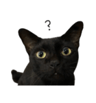 Jiji the former Max valu cat（個別スタンプ：14）