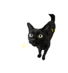 Jiji the former Max valu cat（個別スタンプ：15）