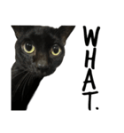Jiji the former Max valu cat（個別スタンプ：16）