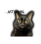 Jiji the former Max valu cat（個別スタンプ：18）