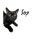 Jiji the former Max valu cat（個別スタンプ：20）