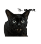 Jiji the former Max valu cat（個別スタンプ：21）