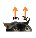 Jiji the former Max valu cat（個別スタンプ：23）