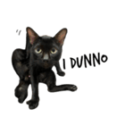 Jiji the former Max valu cat（個別スタンプ：25）